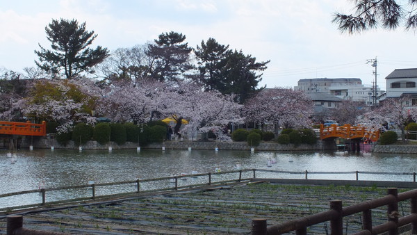 九華公園　桜とお堀と赤い橋　遠景の画像