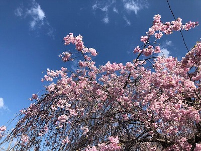 枝垂れ桜（令和２，４）