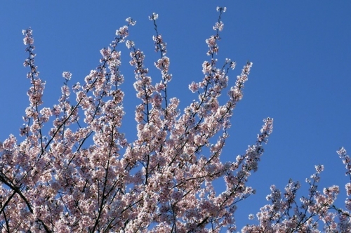 青い空に桜が