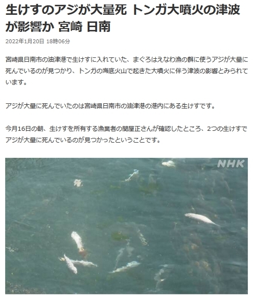 宮埼　魚大量死