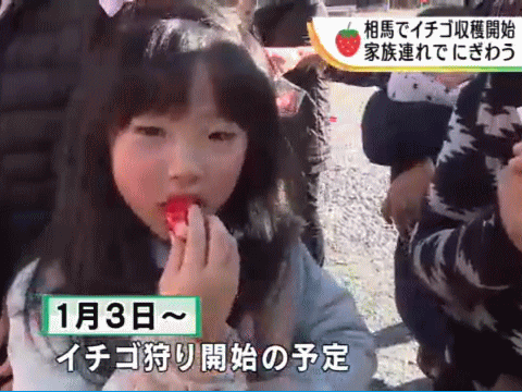 福島県相馬市産イチゴを食べる勇気ある女の子