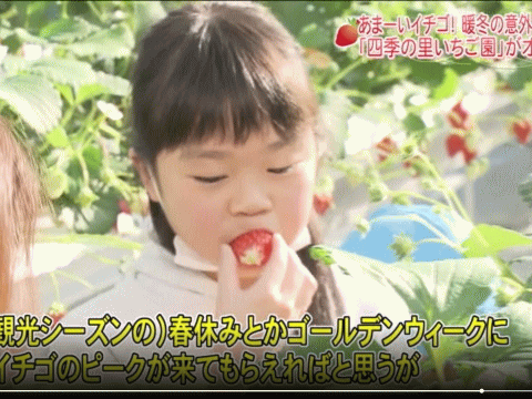 福島産イチゴを食べる勇気ある女の子