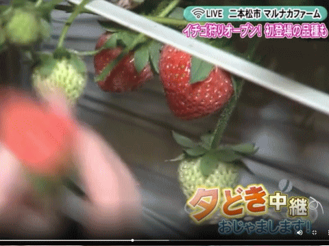 二本松市のイチゴ園を報じる福島県のローカルＴＶ局（ＦＴＶ）