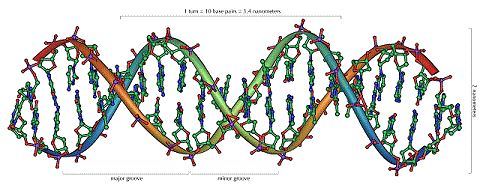 2重らせん構造のDNA
