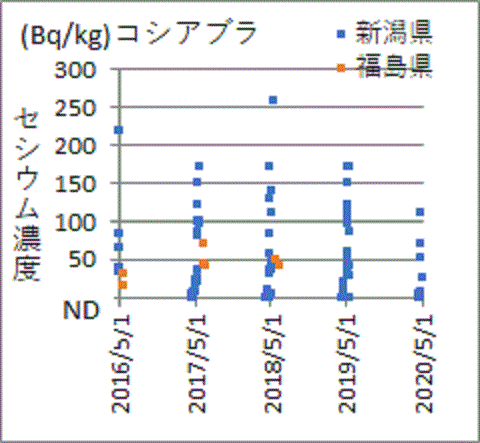 新潟産に比べ低い福島産コシアブラの検査結果
