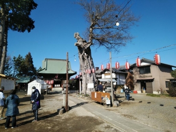 米島香取神社御神木