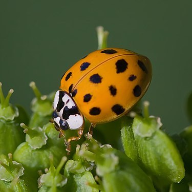 Asian_lady_beetle-(Harmonia-axyridis).jpg