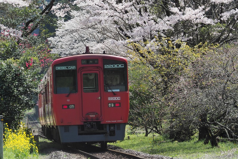 200329鉄道・桜 (4)