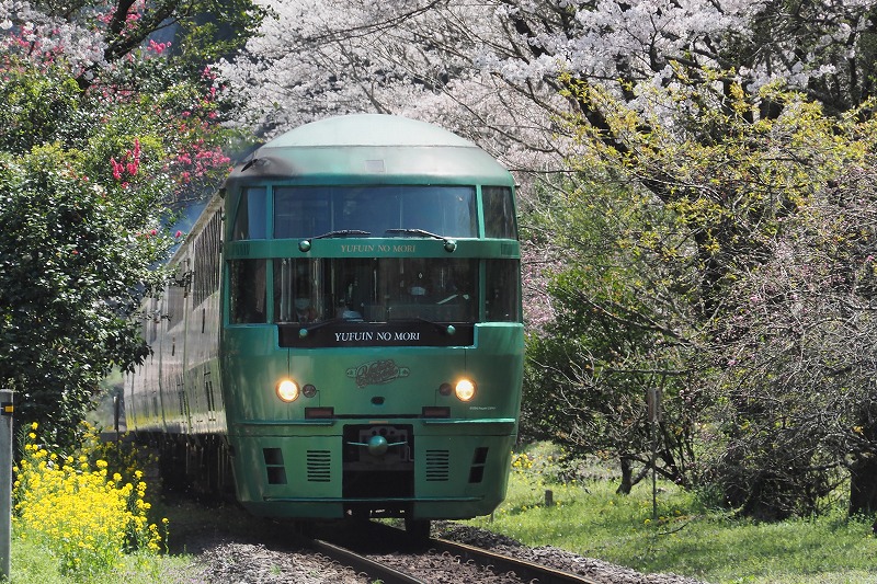200329鉄道・桜 (5)