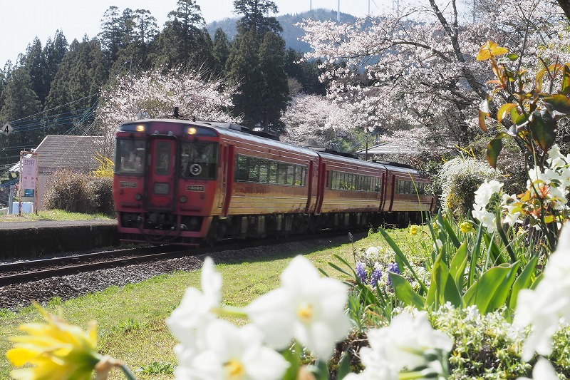 200329鉄道・桜 (8)