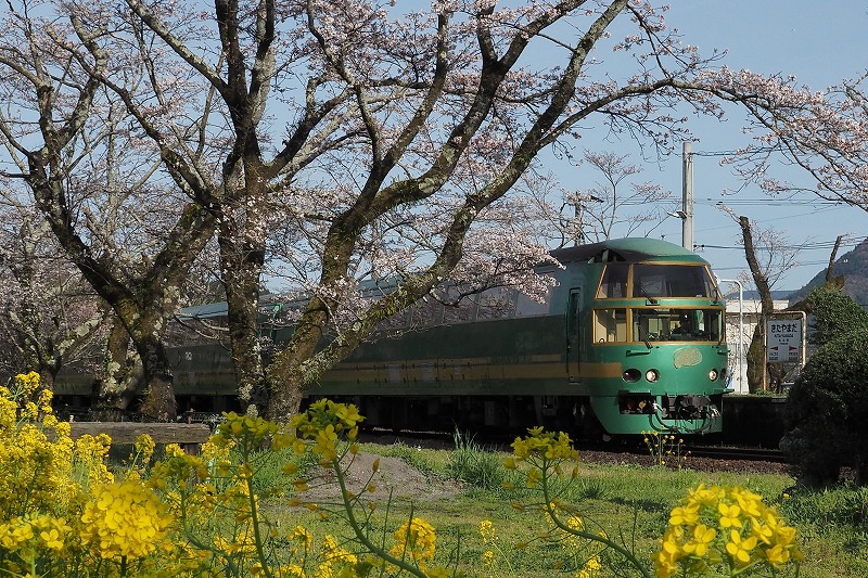 200329鉄道・桜 (18)