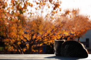 秋の夕暮れの猫