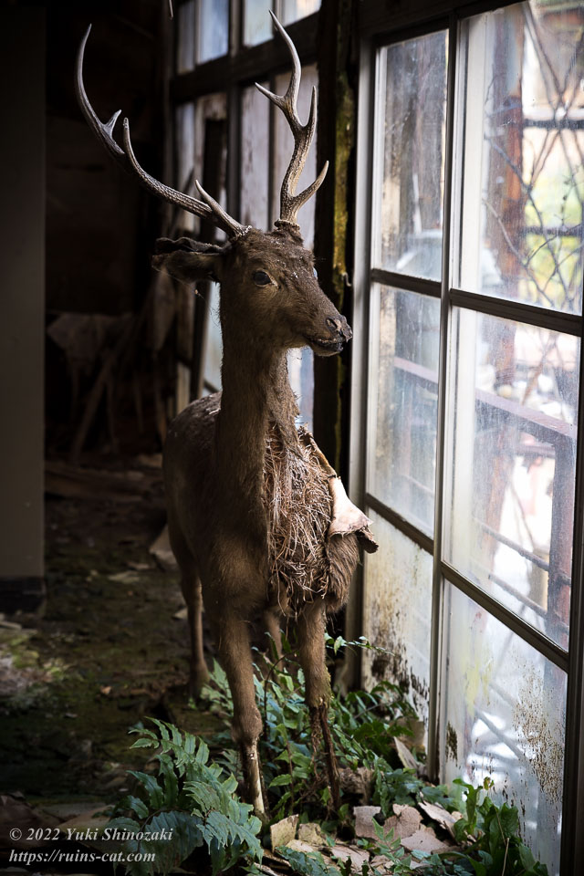 きぬ側館本店の有名な鹿の剥製
