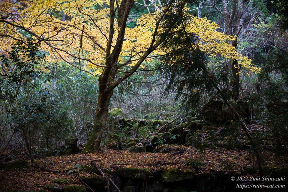 本館裏手の和式庭園。黄色く染まった楓の葉が美しい。