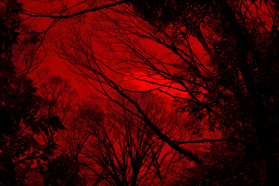 赤い心霊の森（イメージ）