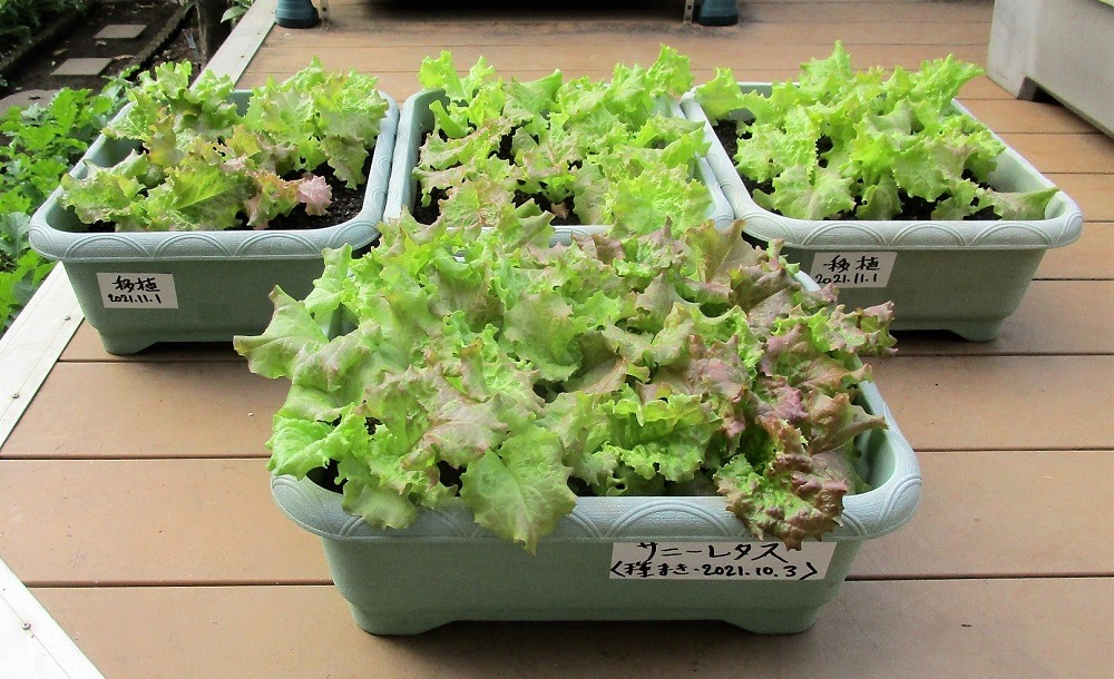 211117sunny-lettuce