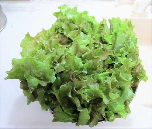 211123sunny-lettuce3