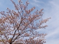 桜2020-08