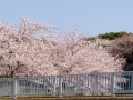 桜2020-4