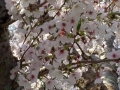 桜2020-6