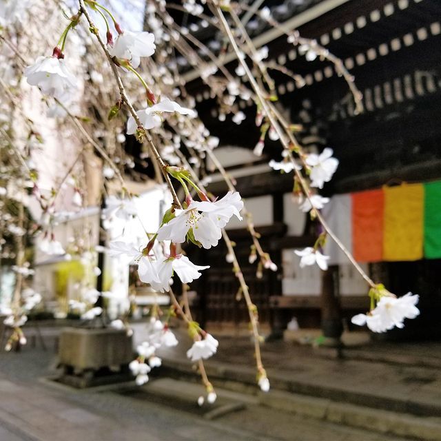 京都桜巡り２_2203(小）_004