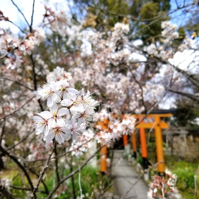 京都桜巡り２_2203(小）_023