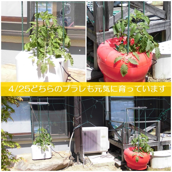 ハイポニカ新機種 MASUKO（マスコ）と601型果菜ちゃんの比較栽培｜水耕 ...