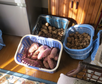 サツマイモとサトイモ収穫物（室内保存12月）