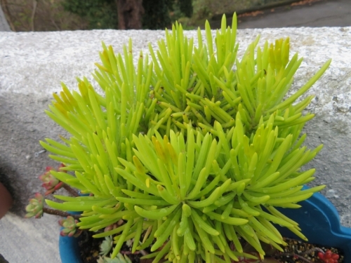 セネシオ・マウンテンスパイケ、目立たない黄緑色の頂上花芽～2019.12.14
