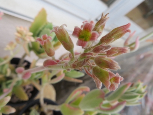カランコエ・月兎耳錦（白斑入り）Kalanchoe tomentosa white variegata、ピンク色の筒花♪2020.04.15