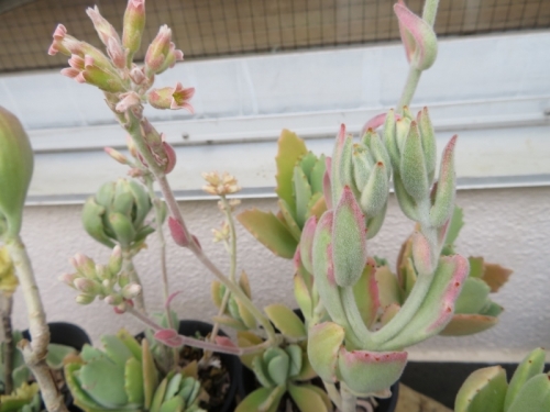 カランコエ・月兎耳錦（白斑入り）Kalanchoe tomentosa white variegata、毎年花芽を付けています♪2020.04.15