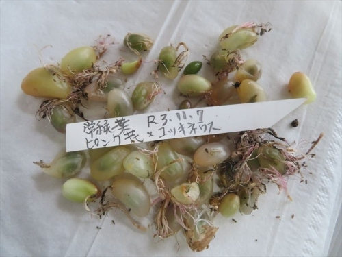 ハエマンサス アルビフロス×コッキネウス(Haemanthus albiflos× coccineus）モモイロハナ マユハケオモト（常緑葉タイプ）種子白い果実の中2021.11.07