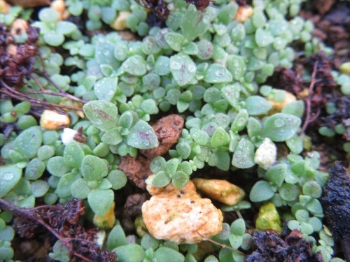 アエオニウム 仙童唱（チョコチップ）（Aeonium spathulatum)、花柄を置いて水やりするとこぼれ種発芽しまくっています。2021.11.10