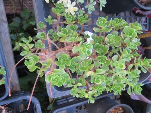 アエオニウム 仙童唱（チョコチップ）（Aeonium spathulatum)、黄色い花をたくさん咲かせ、木質化しています。2021.11.10