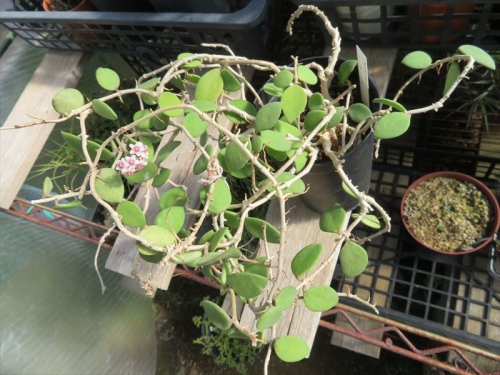 ホヤ ヌンムラリオイデス(カリン）（Hoya nummularioides)、棚下で花芽を上げて少しだけ開花中♪2021.11.11
