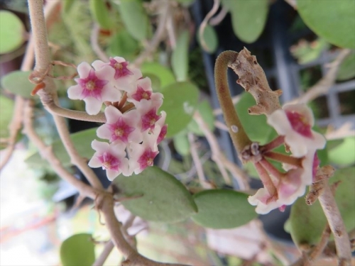 ホヤ ヌンムラリオイデス(カリン）（Hoya nummularioides)、棚下で花芽を上げて少しだけ開花中♪2021.11.11