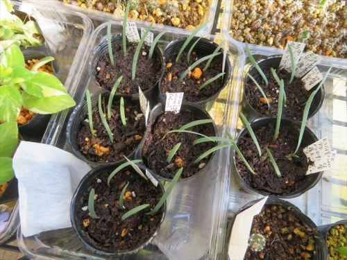 キルタンサス・オブリクス（Cyrtanthus obliquus）、右先実生苗：2021.08.19、左後実生苗：2021.09.29、5～4球で2.5号ポットに植え替えしました。2021.11.20