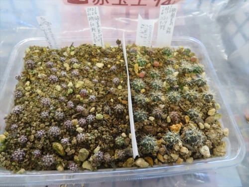 アカントカリキウム 明美玉（左）。ギムノカリキウム　海王丸(右）。どちらも（2020.09.04実生）2021.06.26移植、1年強経過姿～明美玉の生育が悪すぎるのでもう一度小さい根土に植え替えしました。2021.11.24