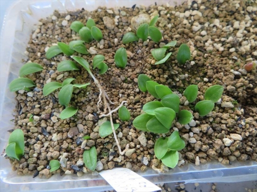 マッソニア・プスツラタ=ロンギペス（2019.03.26自家採取種子を、2020.09.22実生しました♪一度も植え替えず、１４か月経過、植え替えてみました。2021.11.26