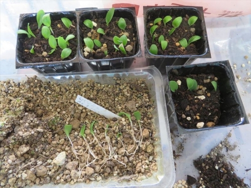 マッソニア・プスツラタ（2019.03.26自家採取種子を、2020.09.22実生しました♪一度も植え替えず、１４か月経過、植え替えてみました。2021.11.26