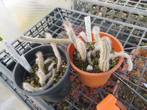 エキノケレウス 珠毛柱　(Echinocereus schmollii)　2017.08.22実生、今年4月に開花していますが、自根苗は花付は少ない感じです。2021.12.13