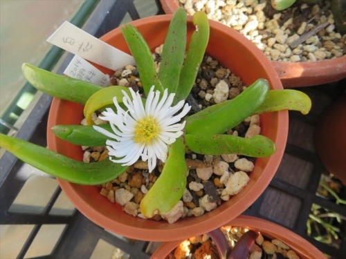 グロッチフィルム不明種 白花（Glottiphyllum sp. white　flower)生き残りが開花しました(￣▽￣)。2021.12.20