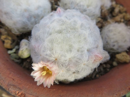 マミラリア 白星（mammillaria plumosa)、実生苗４年経過、ピンク花が咲きました。、白花と同様芳香漂いま～す＼(^o^)／。2021.12.20