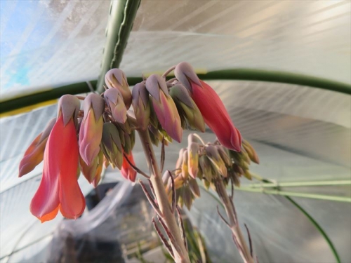 カランコエ 錦蝶（キンチョウ）(Bryopyhllum delagoense)雑草のように生き残り葉を落として赤花開花しています♪2021.12.24