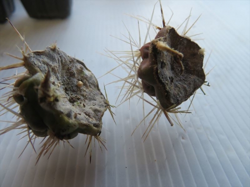 テフロカクタス・アレキサンデリー(Tephrocactus aleｘanderi v bruchii)2020.08.09接ぎ穂を胴切り後放置していました。萎びながら根が出ています。遅ればせながら植えつけました。。2021.12.28