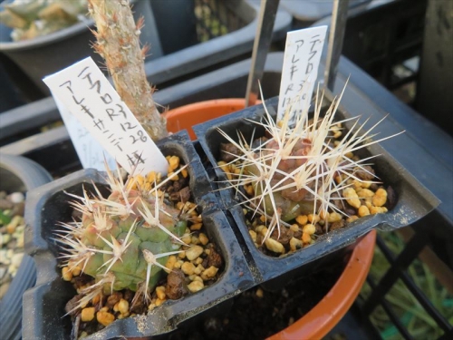 テフロカクタス・アレキサンデリー(Tephrocactus aleｘanderi v bruchii2020.08.09接ぎ穂を胴切り後放置していました。萎びながら根が出ています。遅ればせながら植えつけました。。2021.12.28)
