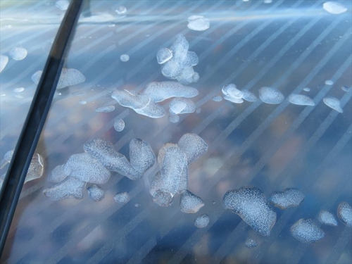大晦日午後3時頃降った雪雹の水分が元旦朝9時半でも溶けず、ビニールハウスの上で凍るっていました。2022.01.01