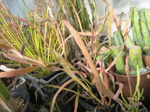 ユーフォルビア 硬葉キリン、ヘラサンゴ（Euphorbia xylophylloides)無加温軒下温室内で赤く紅葉します♪2022.01.01