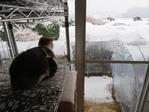 静岡県東部、大雪注意報が出ています(￣▽￣)。外は雪景色～ひぃ～2022.01.06