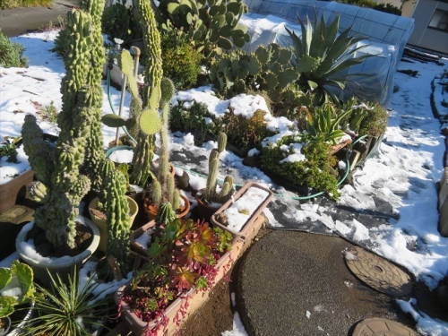 ２０２２年１月７日大雪翌日午前９時前の庭地植えコーナー様子。2022.01.07